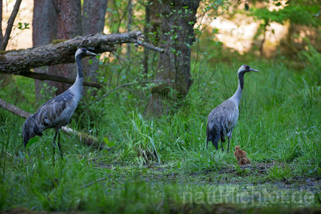 R12412 Kranich, Altvogel und Jungvogel am Nest, Common Crane nestling