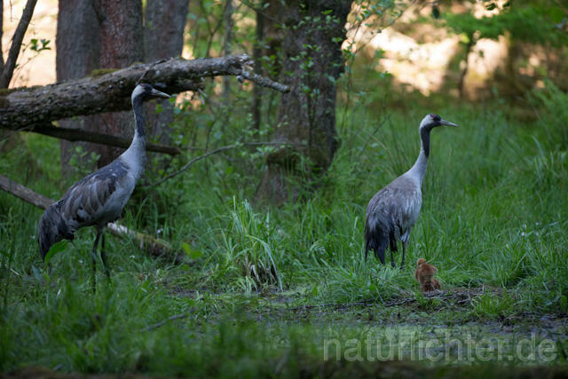 R12413 Kranich, Altvogel und Jungvogel am Nest, Common Crane nestling