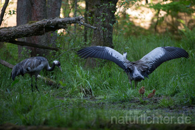 R12414 Kranich, Altvogel und Jungvogel am Nest, Common Crane nestling - Christoph Robiller