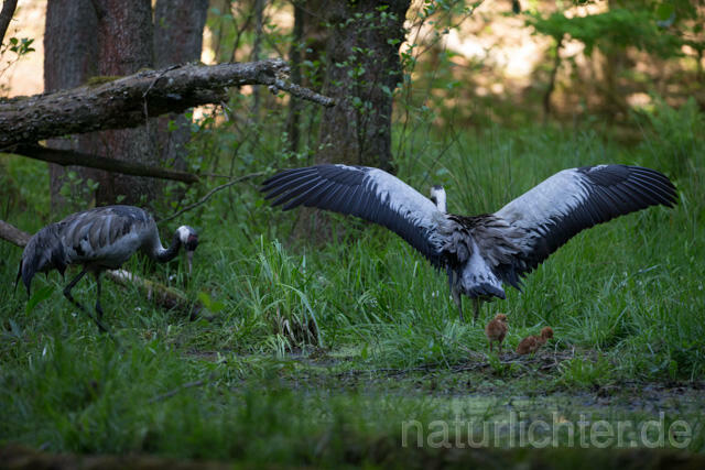 R12415 Kranich, Altvogel und Jungvogel am Nest, Common Crane nestling - Christoph Robiller