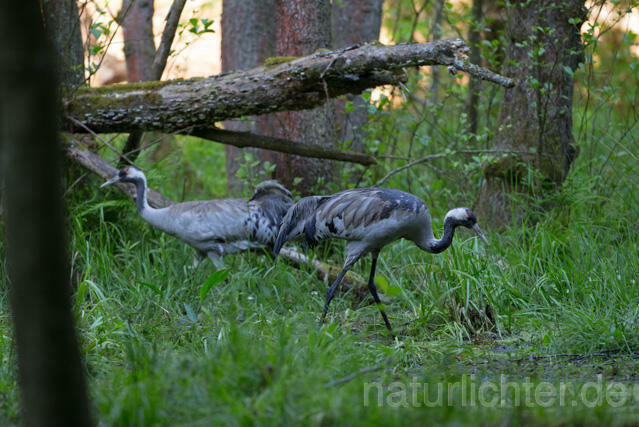 R12416 Kranich, Altvogel und Jungvogel am Nest, Common Crane nestling