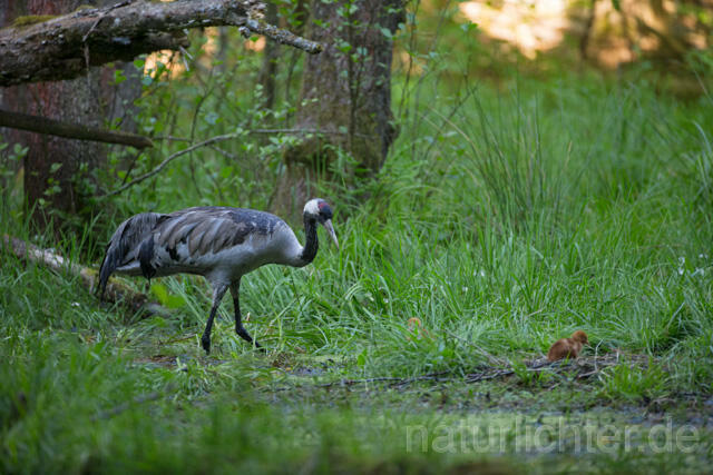 R12417 Kranich, Altvogel und Jungvogel am Nest, Common Crane nestling