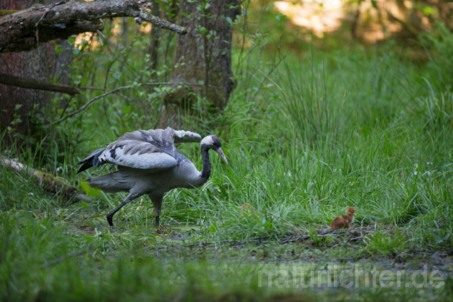 R12418 Kranich, Altvogel und Jungvogel am Nest, Common Crane nestling - Christoph Robiller