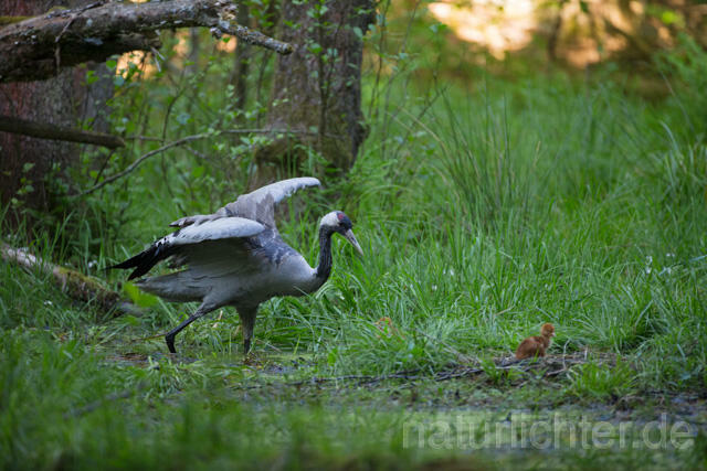 R12419 Kranich, Altvogel und Jungvogel am Nest, Common Crane nestling - Christoph Robiller