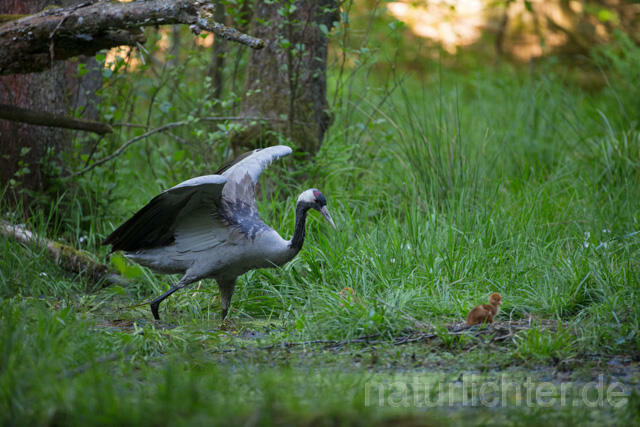 R12420 Kranich, Altvogel und Jungvogel am Nest, Common Crane nestling