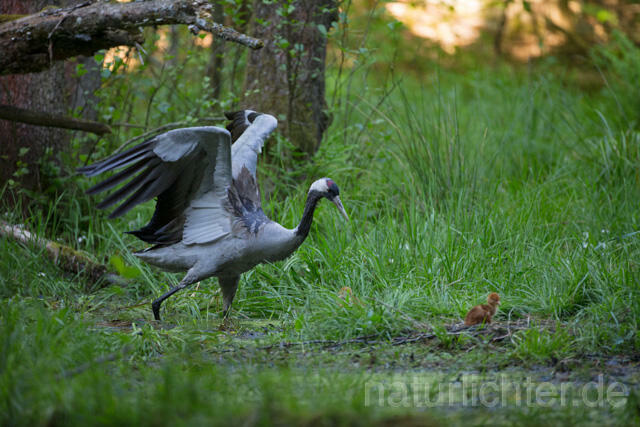 R12421 Kranich, Altvogel und Jungvogel am Nest, Common Crane nestling - Christoph Robiller