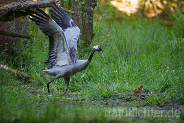 R12422 Kranich, Altvogel und Jungvogel am Nest, Common Crane nestling - Christoph Robiller