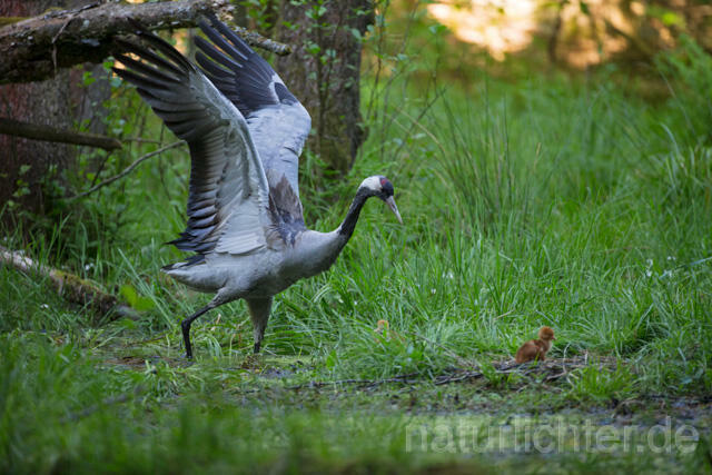 R12422 Kranich, Altvogel und Jungvogel am Nest, Common Crane nestling