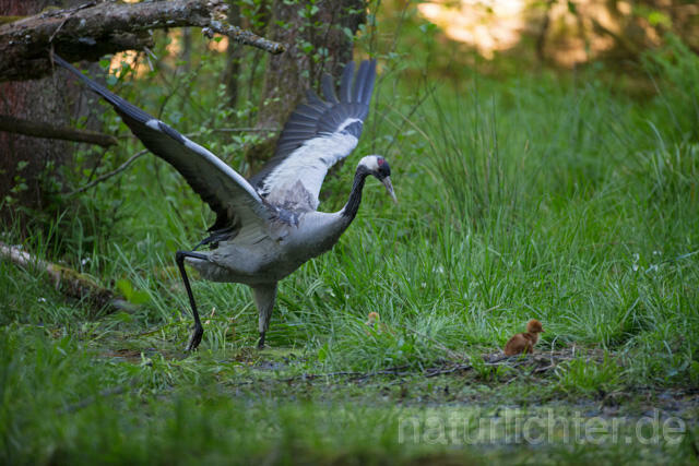 R12423 Kranich, Altvogel und Jungvogel am Nest, Common Crane nestling