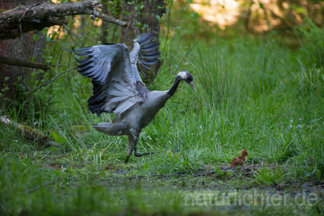 R12424 Kranich, Altvogel und Jungvogel am Nest, Common Crane nestling