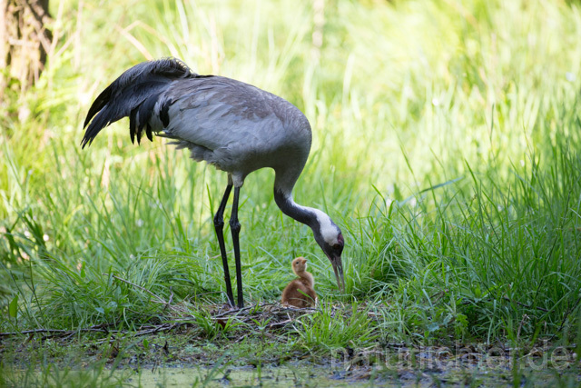 R12425 Kranich, Altvogel und Jungvogel am Nest, Common Crane nestling - Christoph Robiller