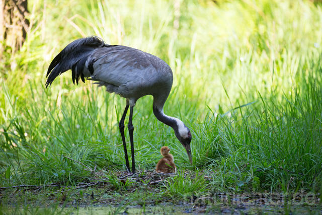R12427 Kranich, Altvogel und Jungvogel am Nest, Common Crane nestling
