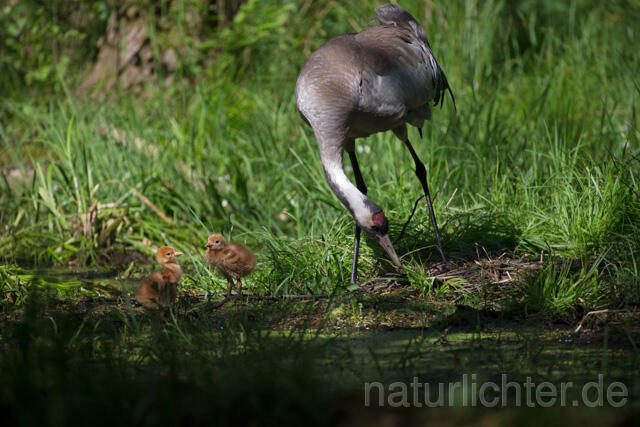 R12430 Kranich, Altvogel und Jungvogel am Nest, Common Crane nestling - Christoph Robiller