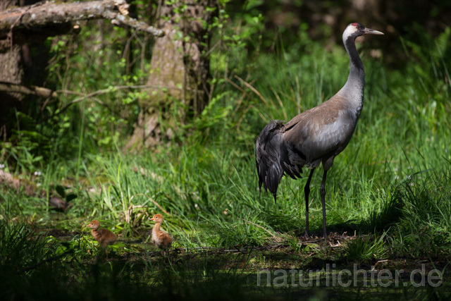 R12431 Kranich, Altvogel und Jungvogel am Nest, Common Crane nestling - Christoph Robiller