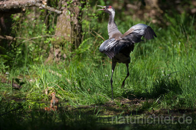 R12432 Kranich, Altvogel und Jungvogel am Nest, Common Crane nestling - Christoph Robiller