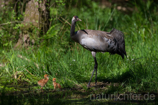 R12433 Kranich, Altvogel und Jungvogel am Nest, Common Crane nestling - Christoph Robiller