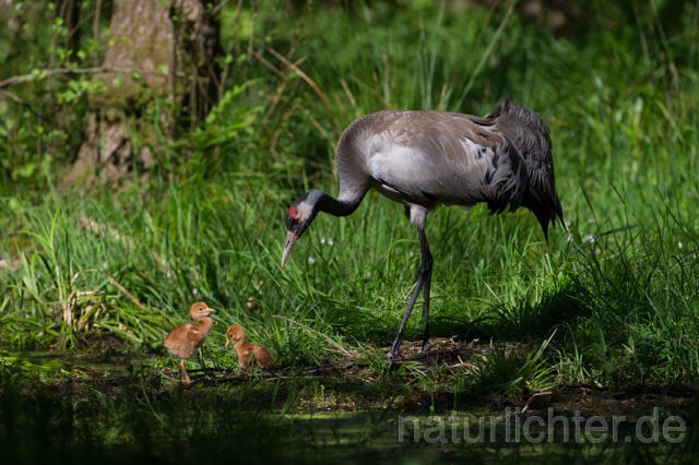 R12434 Kranich, Altvogel und Jungvogel am Nest, Common Crane nestling - Christoph Robiller