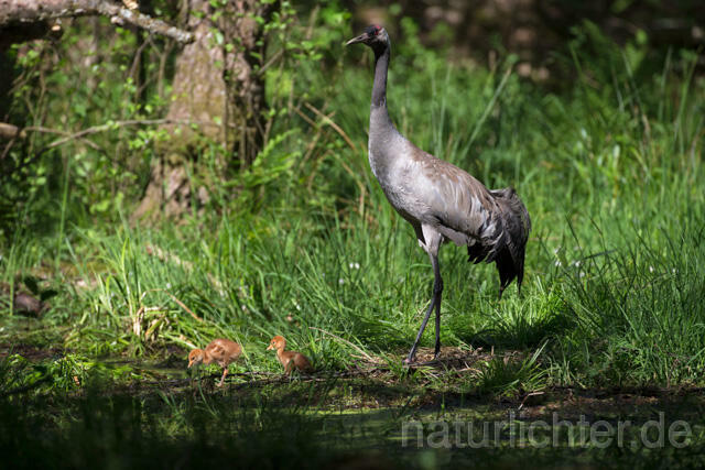 R12435 Kranich, Altvogel und Jungvogel am Nest, Common Crane nestling - Christoph Robiller