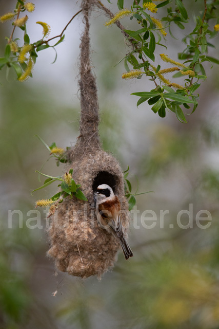 R12456 Beutelmeise am Nest, European Penduline Tit at nest - Christoph Robiller