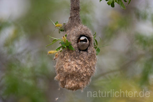 R12459 Beutelmeise am Nest, European Penduline Tit at nest