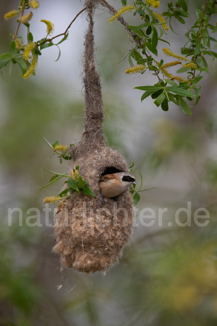 R12462 Beutelmeise am Nest, European Penduline Tit at nest - Christoph Robiller