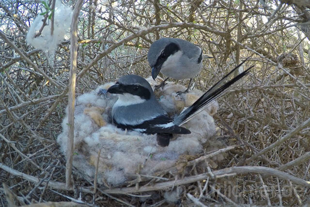 R12559 Raubwürger am Nest, Great grey shrike at the nest, Fuerteventura - Christoph Robiller