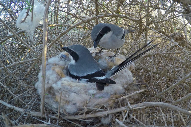 R12560 Raubwürger am Nest, Great grey shrike at the nest, Fuerteventura