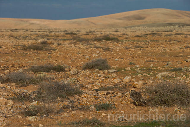 R12575 Triel, Eurasian stone-curlew, Fuerteventura - Christoph Robiller