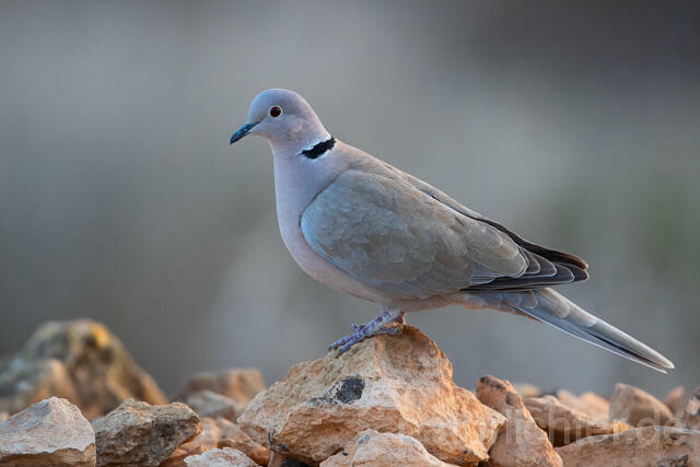 R12654 Türkentaube, Fuerteventura, Eurasian collared dove - Christoph Robiller