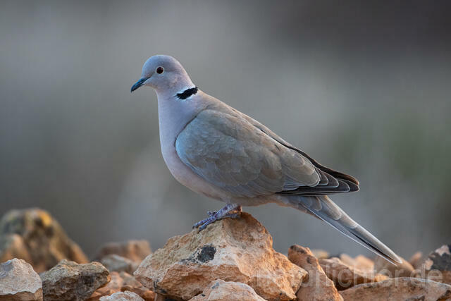 R12655 Türkentaube, Fuerteventura, Eurasian collared dove - Christoph Robiller