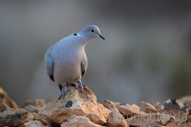 R12656 Türkentaube, Fuerteventura, Eurasian collared dove - Christoph Robiller