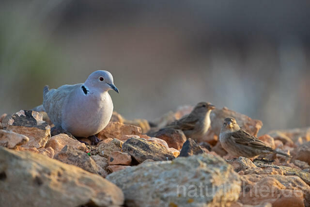 R12659 Türkentaube und Weidensperling, Fuerteventura, Eurasian collared dove and Spanish sparrow