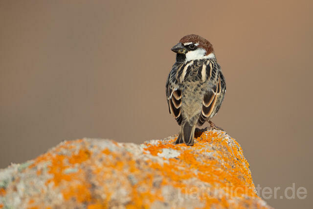 R12673 Weidensperling, Spanish Sparrow