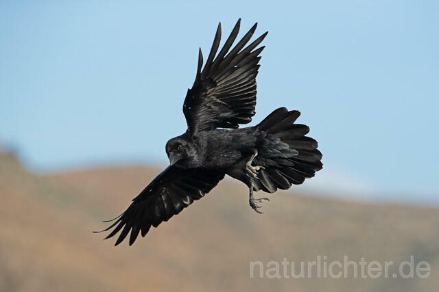 R12690 Kolkrabe im Flug, Fuerteventura, Raven flying - Christoph Robiller