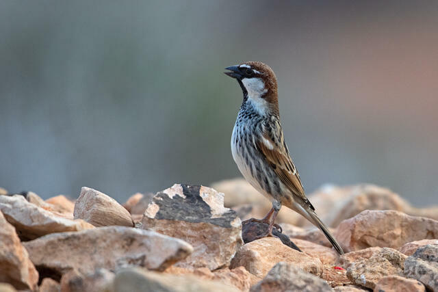 R12696 Weidensperling, Spanish Sparrow - Christoph Robiller