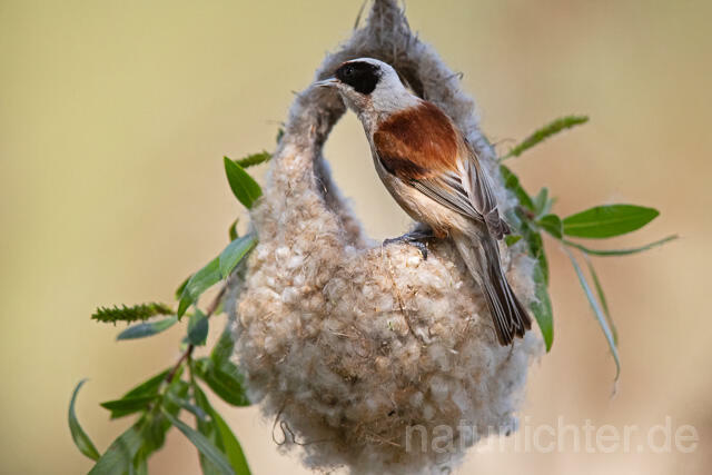R12707 Beutelmeise am Nest, European Penduline Tit at nest - Christoph Robiller