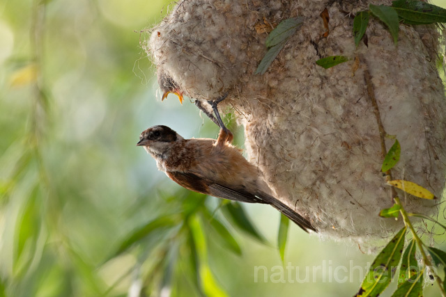 R12711 Beutelmeise am Nest, European Penduline Tit at nest - Christoph Robiller
