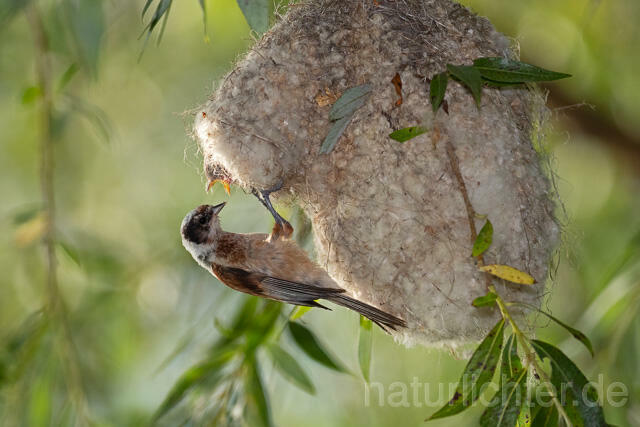 R12712 Beutelmeise am Nest, European Penduline Tit at nest