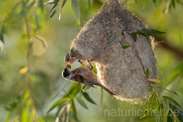 R12717 Beutelmeise am Nest, European Penduline Tit at nest