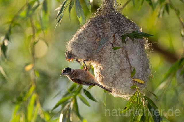 R12720 Beutelmeise am Nest, European Penduline Tit at nest