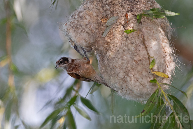 R12721 Beutelmeise am Nest, European Penduline Tit at nest - Christoph Robiller