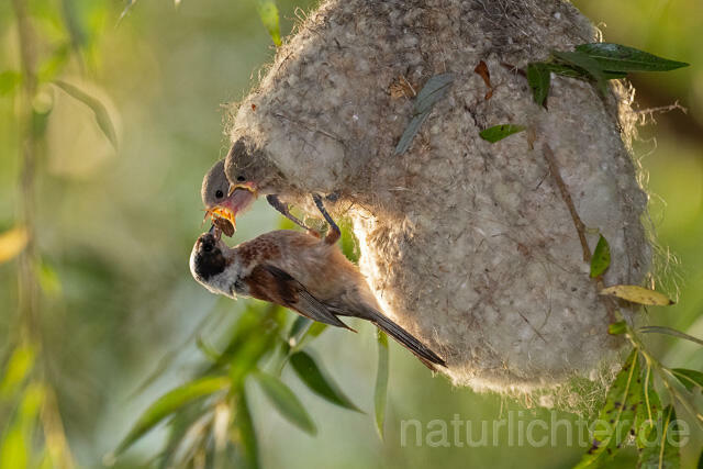 R12723 Beutelmeise am Nest, European Penduline Tit at nest