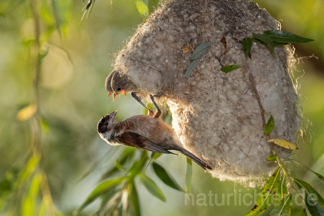 R12724 Beutelmeise am Nest, European Penduline Tit at nest - Christoph Robiller