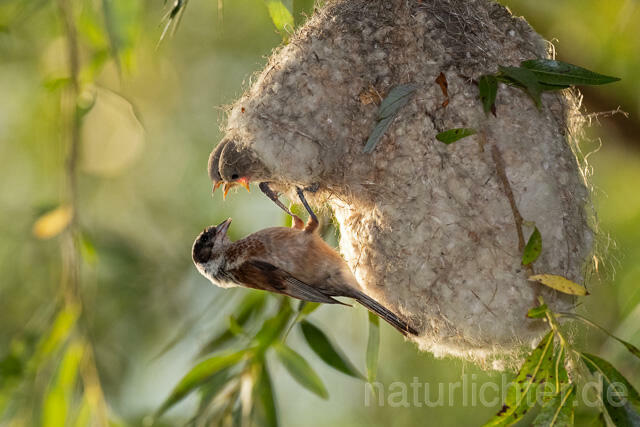 R12724 Beutelmeise am Nest, European Penduline Tit at nest