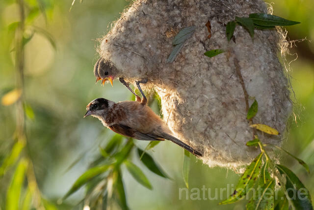 R12725 Beutelmeise am Nest, European Penduline Tit at nest