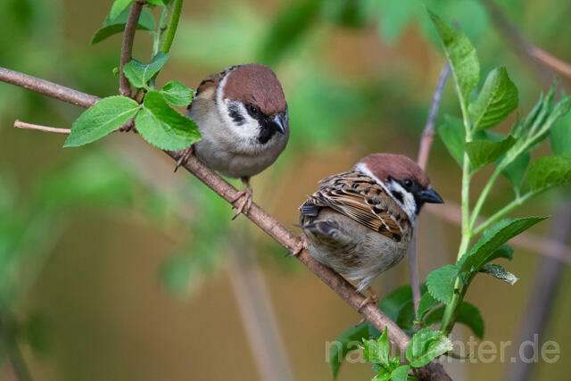 R12912 Feldsperling, Tree Sparrow