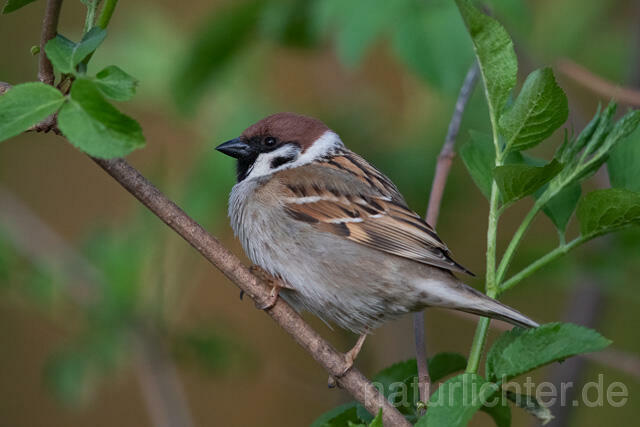 R12913 Feldsperling, Tree Sparrow