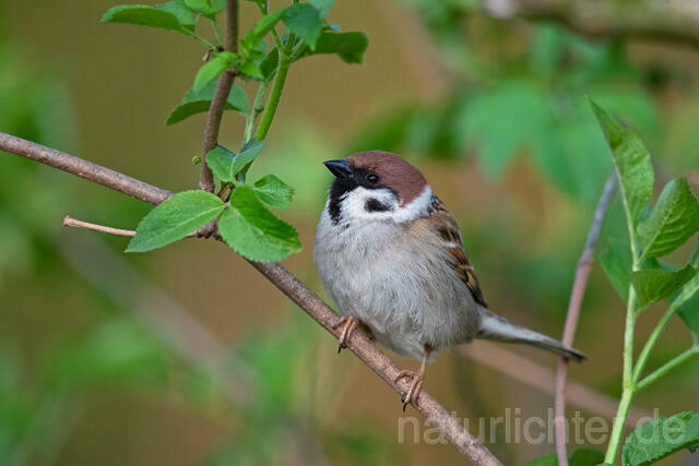 R12914 Feldsperling, Tree Sparrow
