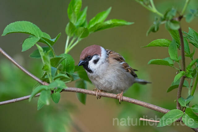 R12915 Feldsperling, Tree Sparrow
