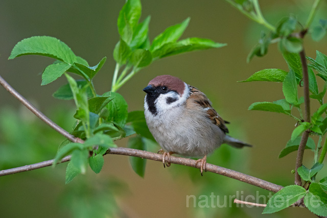 R12916 Feldsperling, Tree Sparrow - Christoph Robiller